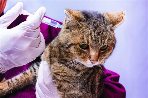 Some Cats With Diabetes Can Stop Taking Insulin - Tufts Catnip