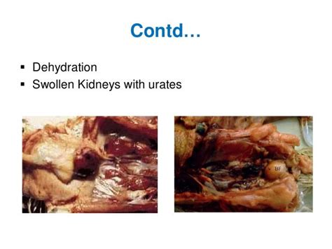 Infectious Bursal Disease