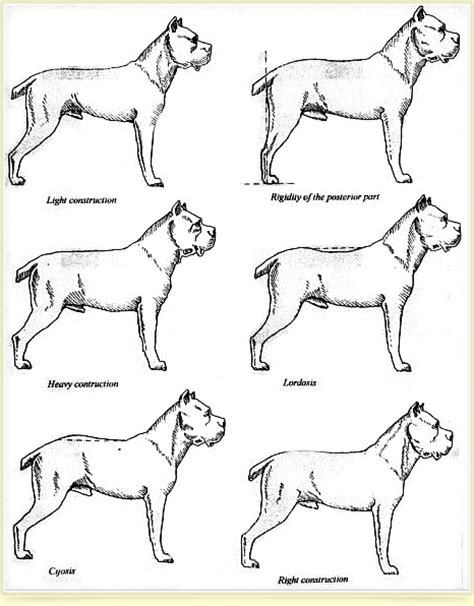 77+ Hind Leg Cane Corso Height - l2sanpiero