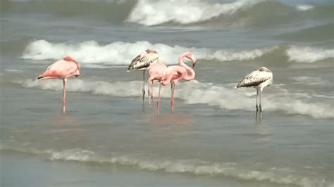 Flamingos spotted on a Wisconsin beach for the first time ever – NBC4 ...