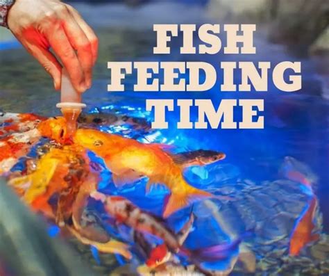 Fish Feeding Times - Fishkeeping World