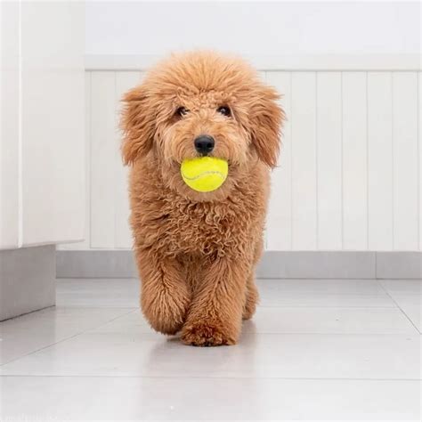 Toy Poodle And Golden Retriever Mix | Wow Blog