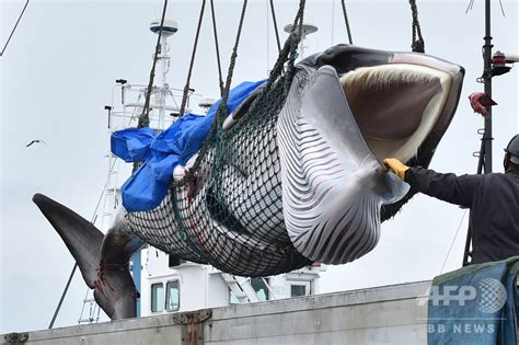 【今日の1枚】釧路港でクジラ水揚げ 写真1枚 国際ニュース：AFPBB News