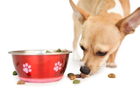 Best Food For Chihuahua Puppy - Tips and Reviews To Help You Choose