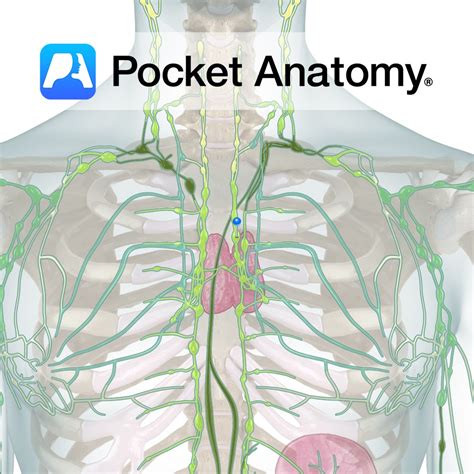 Sacrum - sacral promontory - Pocket Anatomy