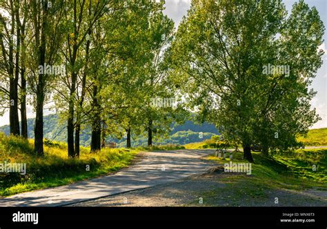 trees by the serpentine road in mountains. beautiful nature scenery in ...