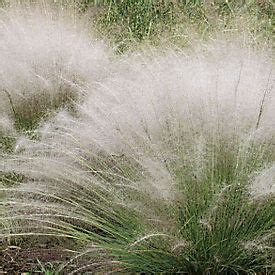 Muhlenbergia capillaris: White Muhly Grass | College of Agriculture ...