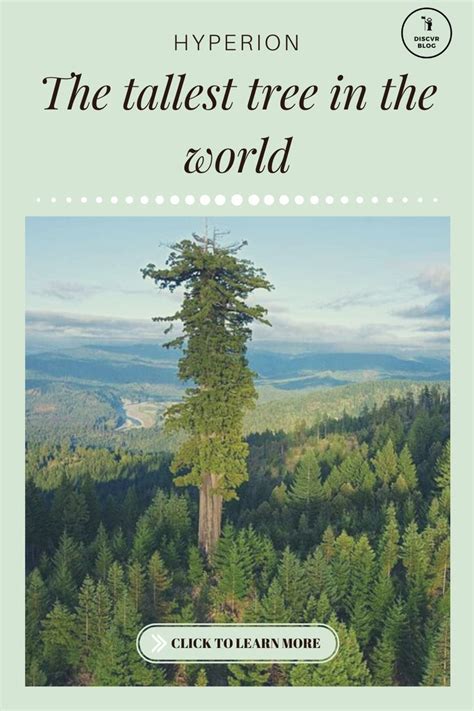 Hyperion: The world’s tallest living tree | Giant sequoia trees ...