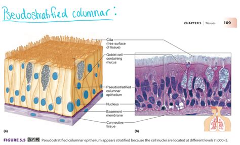 Pseudostratified Epithelium Function