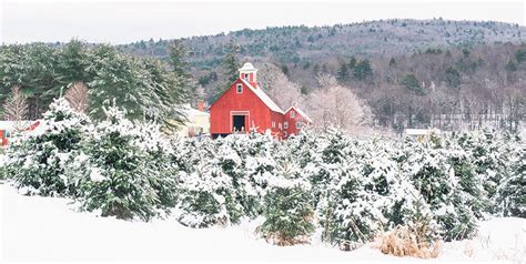 Christmas Tree Farms Near Me - 30 Best Christmas Tree Farms in America