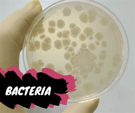 Plant Growth-Promoting Microbes 101 - Hygrozyme