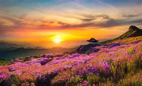 Wildflowers At Sunrise Wallpapers - Wallpaper Cave