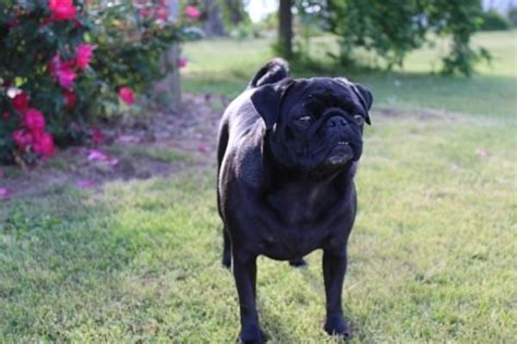 7 Adorable Pug Mixes & Breed Facts! (2024)