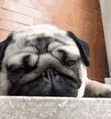 Sleepy Pug Tired GIF - SleepyPug Tired TiredDog - Discover & Share GIFs