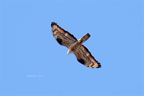 Honey-Buzzard-high-migration-Spain_5035 | Stephen Daly | Flickr