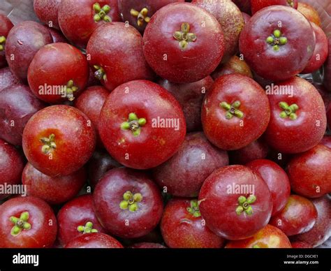 Kokam Fruits. Garcinia Indica. Family: Guttiferae. The Kokam tree. An ...