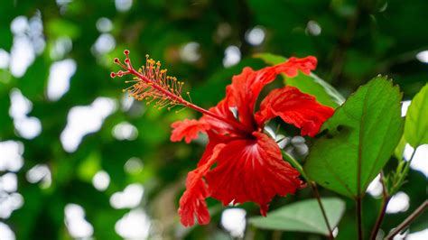 Discover The National Flower of Puerto Rico: Flor de Maga's Flower - A ...