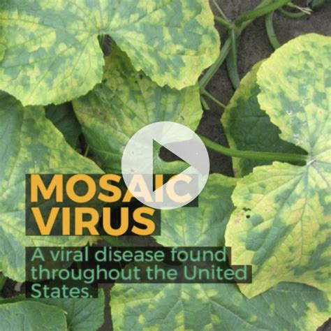 Learn How to Recognize and Prevent Mosaic Virus in Your Garden 🌱 ...