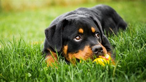 Rottweiler 4k Ultra Fondo de pantalla HD | Fondo de Escritorio | 3840x2160