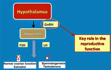 The Use of Gonadotropin Releasing Hormone (GnRH) in Horses - NexGen ...