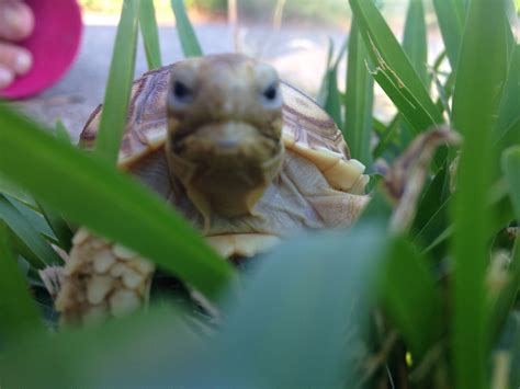 Our baby Sulcata Tortoise | Sulcata tortoise, Russian tortoise diet ...