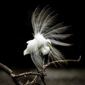 Great White Egret Feathers II Photograph by Patti Deters