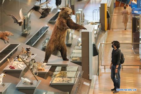 Museum of Natural Sciences in Brussels opens one-way route to public ...