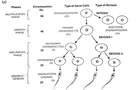 View Draw A Schematic Diagram Depicting Oogenesis | The Best Porn Website