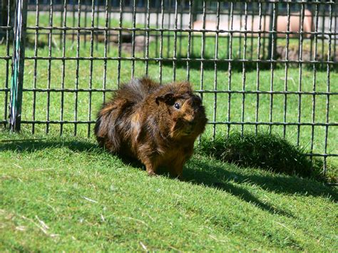 Guinea Pig at Blackpool Zoo, 29/06/14 - ZooChat