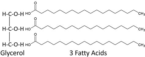 Structure Of A Triglyceride Molecule - slidesharetrick