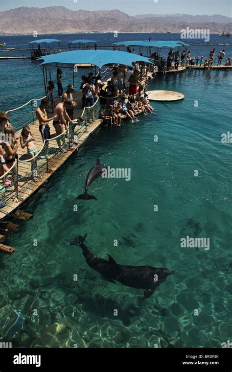 People watching dolphins at the Dolphin Reef a horseshoe-shaped sea-pen ...