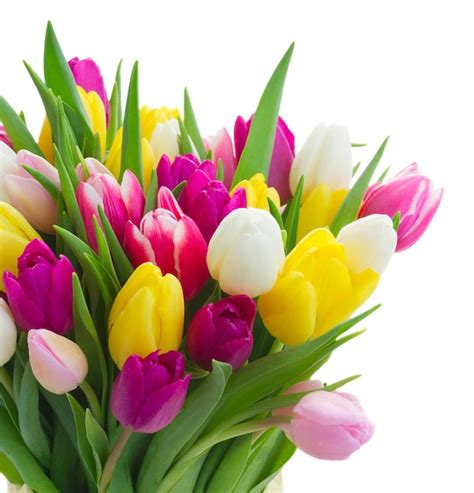 Premium Photo | Bouquet of pink purple and white tulips