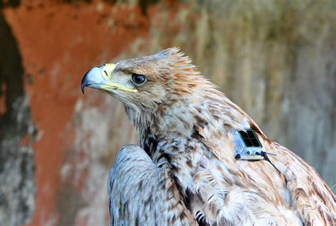 Spanish Imperial Eagle in Andalusia in 2018 & the first satellite ...