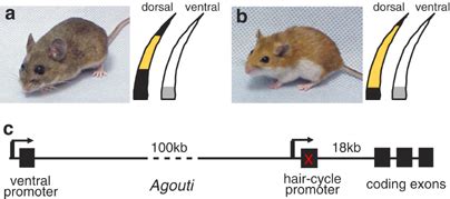 Agouti is a strong candidate gene for variation in vertebrate ...