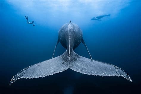 These 50 Stunning Photos From The 2018 Underwater Photography ...