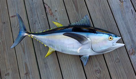 Yellowfin Tuna Factory Product Variation in the Market | Yellowfin Tuna ...