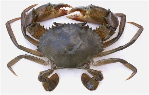 Mud Crab Scientific Name - Live Fresh Mud Crabs, Mud Crab Farming In ...