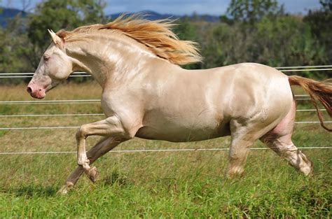 Scientia potentia est: Andalusian probably the most beautiful horse in ...