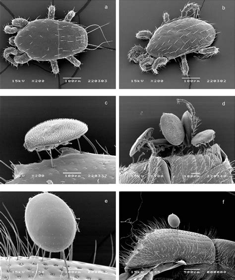 Table 1 from The mites (acari) associated with bark beetles in the Koli ...