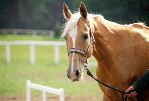 11 Interesting Facts About Palomino Horses