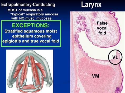 False Vocal Cords Histology