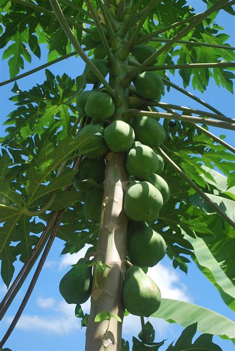 Suria Helang Lui: Edible Landscape - Papaya Tree