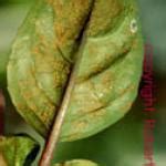 Greenhouse & Floriculture: Fuchsia Rust | Center for Agriculture, Food ...