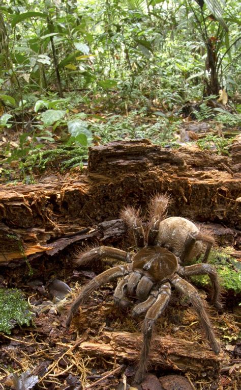 The Goliath Birdeater Spider Is a Creature of Nightmares - E! Online