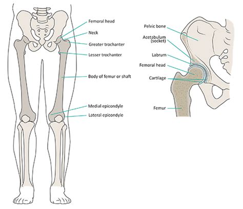 Coxa Anatomy - Anatomy Book