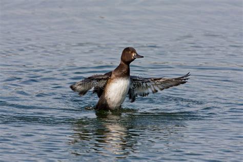 Gadwall Duck stock image. Image of duck, swimming, flapping - 23673511