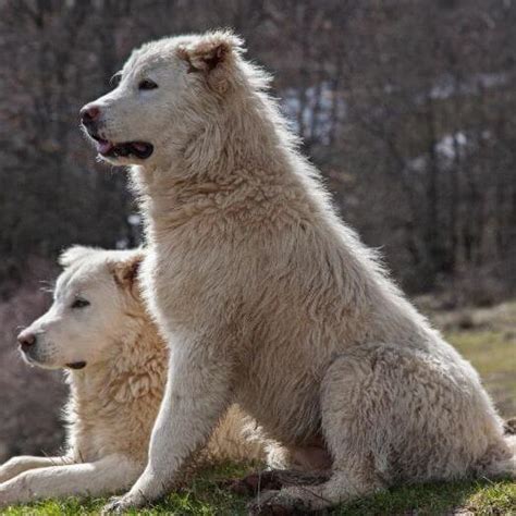 Maremma Sheepdog Dog Breed Information | Purina