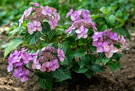 Endless Summer® Pop Star® Hydrangea Care & Growing Guide