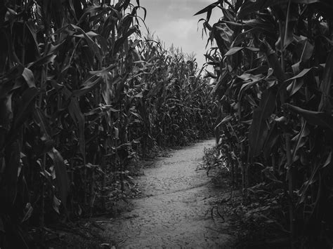 Corn Maze Wallpapers - Wallpaper Cave