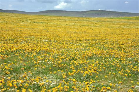 Outer Hebrides Wildlife | Balranald Hebridean Holidays